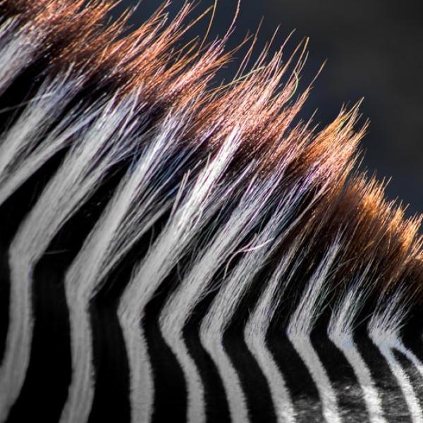 What, at first, appears to be an abstract image, is, in fact, a close up of part of a zebra's neck and mane