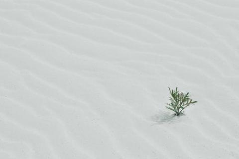 a tiny green tree grows in a desert of white sand